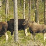 Getnö - Lake Åsnen Resort - Bild 15