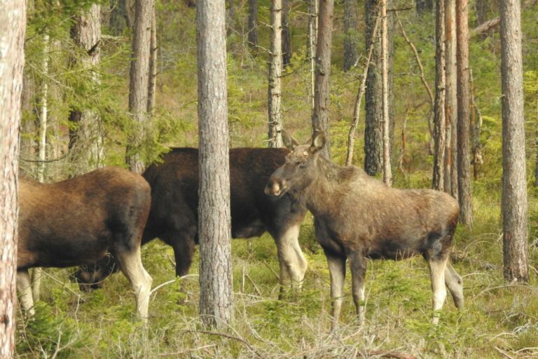 Getnö - Lake Åsnen Resort - Bild 15