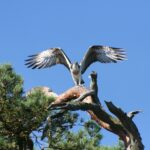 Getnö - Lake Åsnen Resort - Bild 16