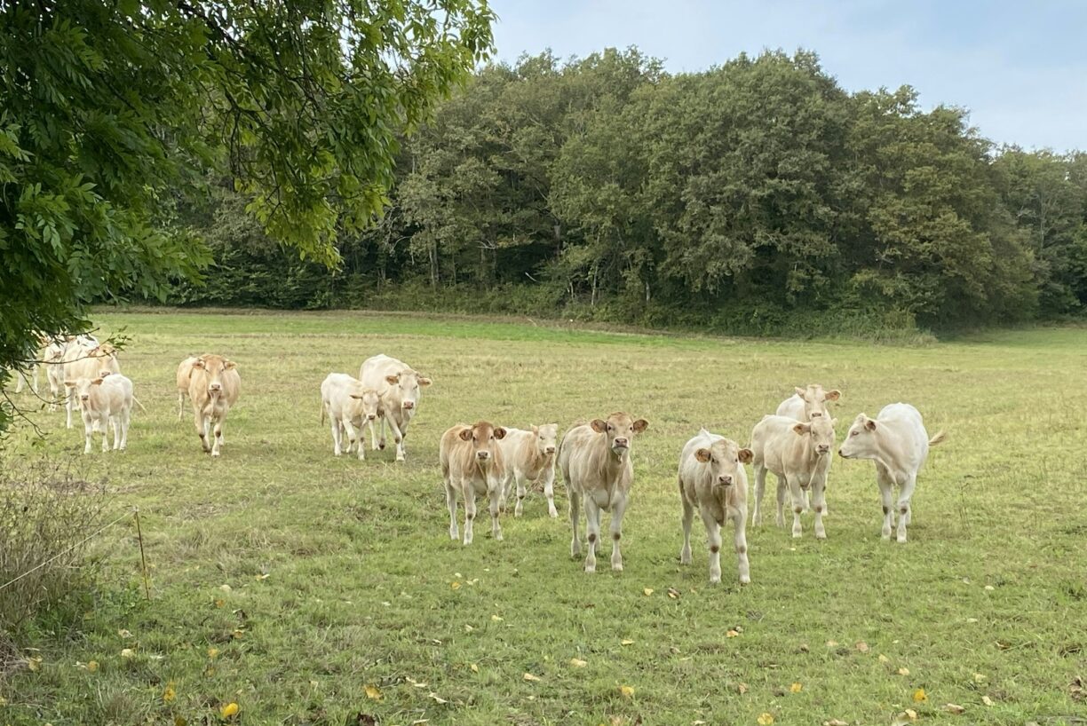 Glamping Place De La Famille - Bild 16 Glamping Place De La Famille - Bild 16