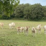 Glamping Place De La Famille - Bild 16 Glamping Place De La Famille - Bild 16