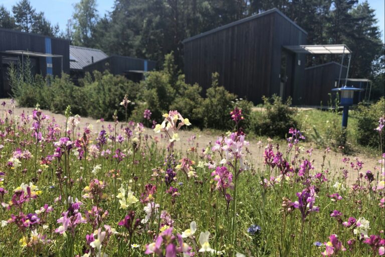 Hafencamp Senftenberger See - Bild 13