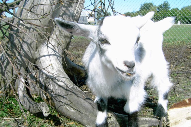 Hals Strand Camping - Bild 7