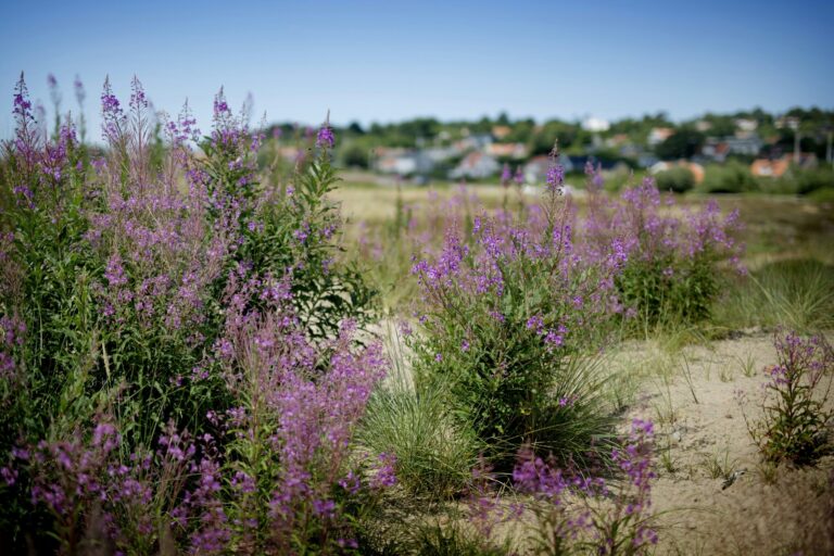 Haverdals Camping - Bild 18 Haverdals Camping - Bild 18