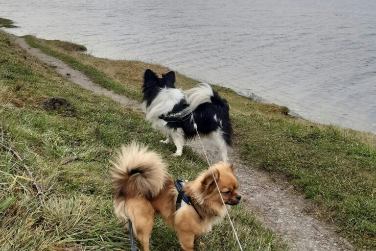 Hobro Camping Gattenborg - Bild 9 Hobro Camping Gattenborg - Bild 9