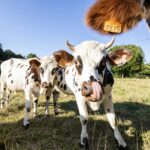 Huttopia Calvados - Normandie - Bild 15