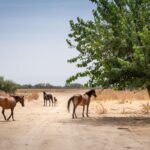Huttopia Parque Doñana - Bild 4