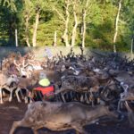 Kallsedets Camping & Stugor - Bild 10