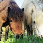 Knaus Campingpark Wingst - Bild 11 Knaus Campingpark Wingst - Bild 11