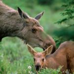 Långasjönäs Camping & Holiday Village - Bild 9