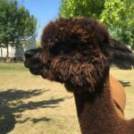 Le Camp De Florence - Bild 4