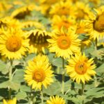 Le Camp De Florence - Bild 5