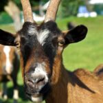 Le Hameau Des Genêts - Bild 8