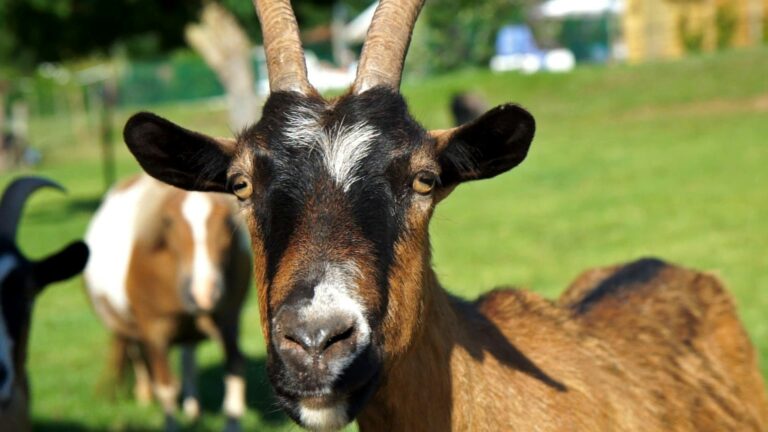 Le Hameau Des Genêts - Bild 8