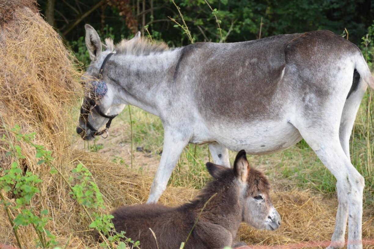 Le Moulin - Bild 9 Le Moulin - Bild 9