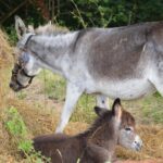 Le Moulin - Bild 9 Le Moulin - Bild 9