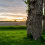 Lentemaheerd - Bild 6 Lentemaheerd - Bild 6