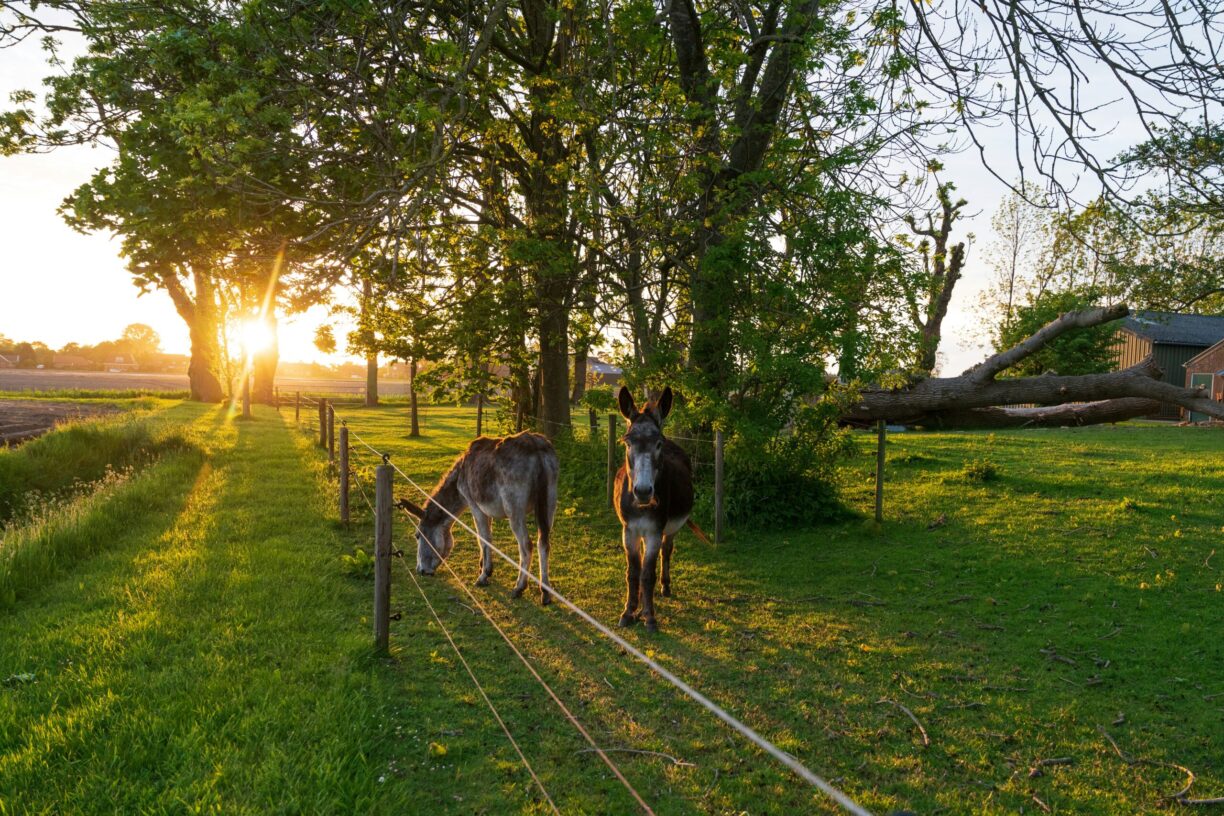 Lentemaheerd - Bild 7 Lentemaheerd - Bild 7