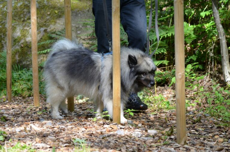 Ljuvadal Camping & Upplevelser - Bild 13