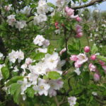 Minicamping De Zeeuwse Vlag - Bild 2