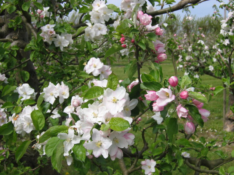 Minicamping De Zeeuwse Vlag - Bild 2