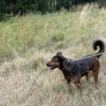 Naturcamp Meyersgrund - Bild 12 Naturcamp Meyersgrund - Bild 12