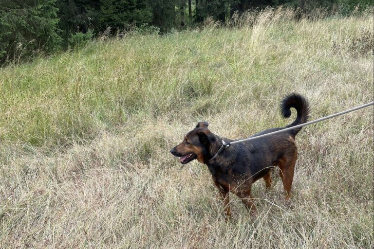 Naturcamp Meyersgrund - Bild 12 Naturcamp Meyersgrund - Bild 12