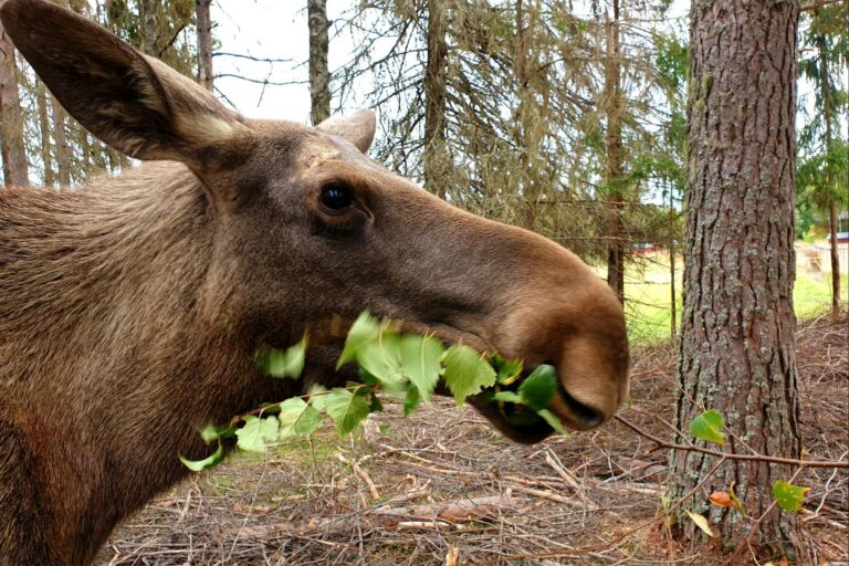Naturcamping Lagom - Bild 6