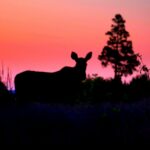 Otterbergets Bad & Camping - Bild 7