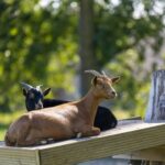 Papillon Kinrooi - Bild 20