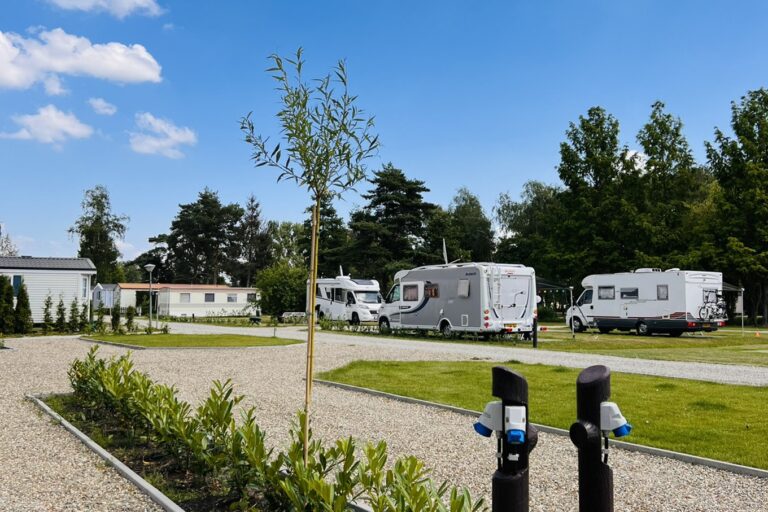 Papillon Kinrooi - Bild 3