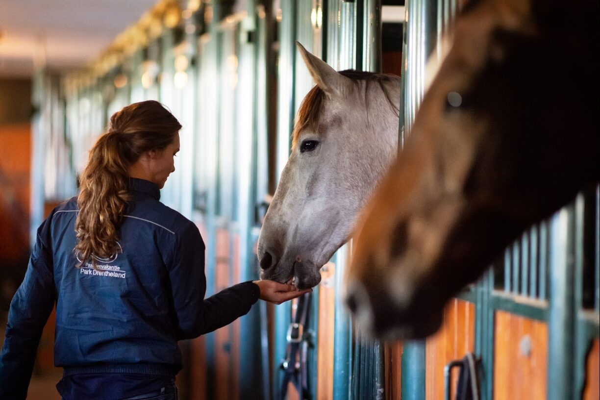 Park Drentheland - Bild 13 Park Drentheland - Bild 13