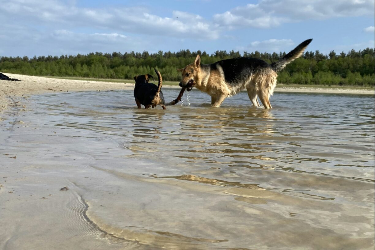 Park Drentheland - Bild 15 Park Drentheland - Bild 15