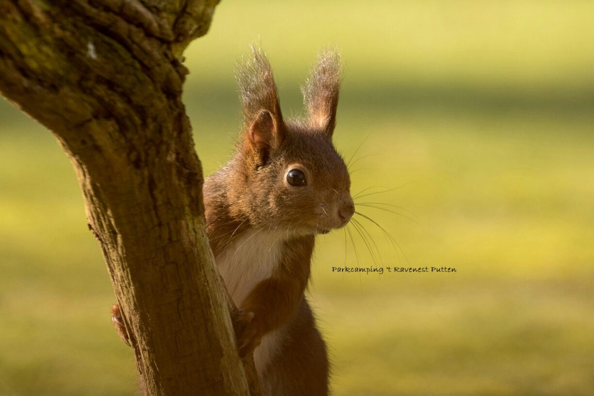 Parkcamping 't Ravenest - Bild 6 Parkcamping 't Ravenest - Bild 6