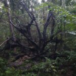 Recreatiepark De Voorst - Bild 2