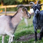 Riis Feriepark - Bild 11