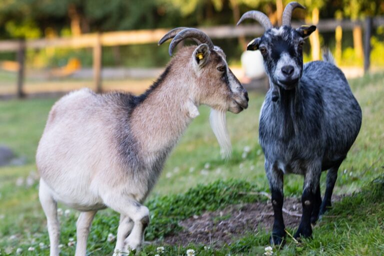 Riis Feriepark - Bild 11