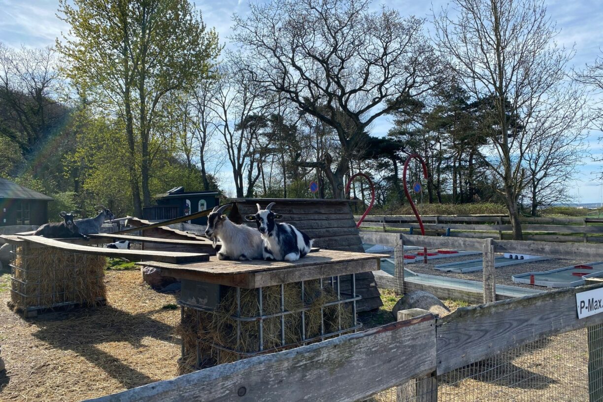 Rosenvold Strand Camping - Bild 15 Rosenvold Strand Camping - Bild 15