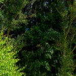 Sites Et Paysages Au Clos De La Chaume - Bild 16