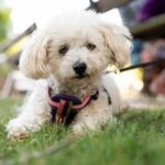 Sites Et Paysages Camping De L'etang - Bild 16