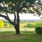 Sites Et Paysages Les Hirondelles - Bild 6 Sites Et Paysages Les Hirondelles - Bild 6