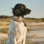 Skiveren Camping - Bild 11