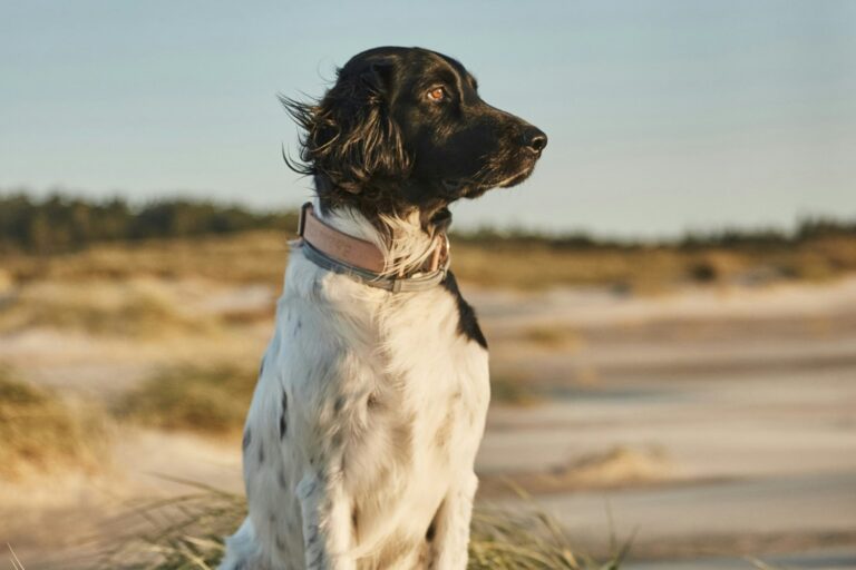 Skiveren Camping - Bild 11