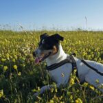 Stenåsa Stugor & Camping - Bild 12