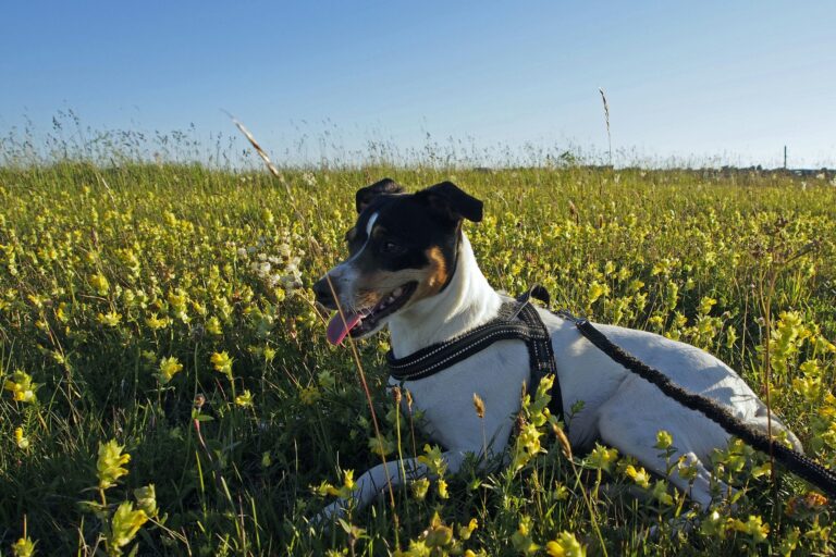 Stenåsa Stugor & Camping - Bild 12