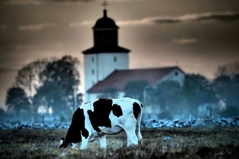 Stenåsa Stugor & Camping - Bild 13