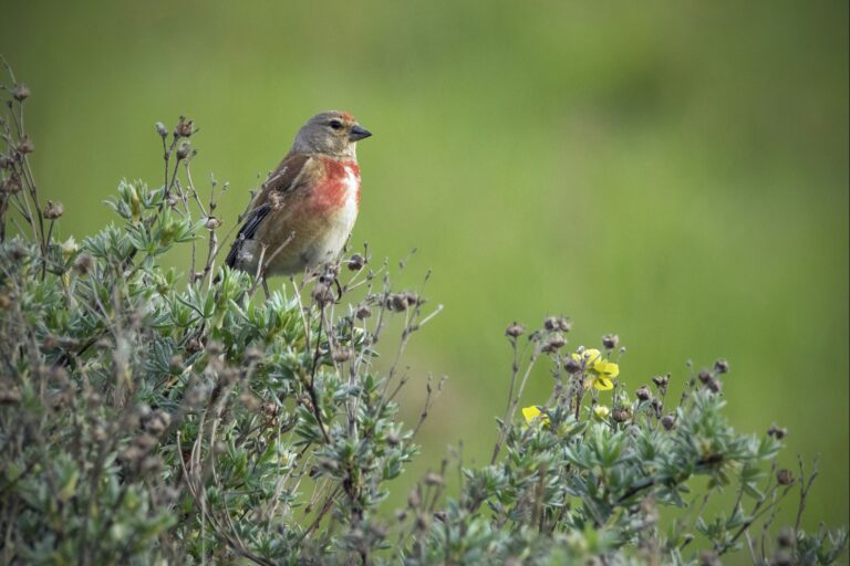 Stenåsa Stugor & Camping - Bild 14