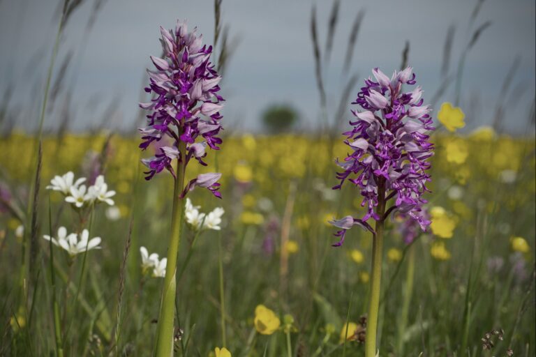 Stenåsa Stugor & Camping - Bild 15
