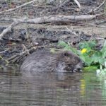 Storängens Camping, Stugor & Outdoor - Bild 6