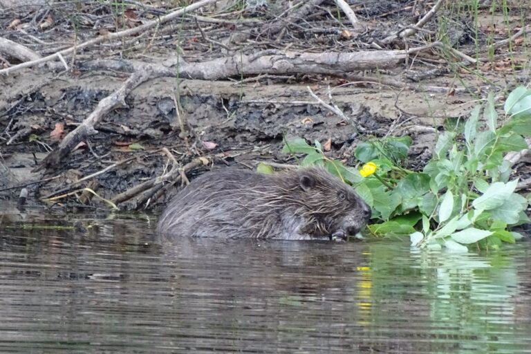 Storängens Camping, Stugor & Outdoor - Bild 6